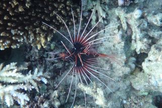Pterois radiata - Strahlenfeuerfisch (Strahlen-Rotfeuerfisch)
